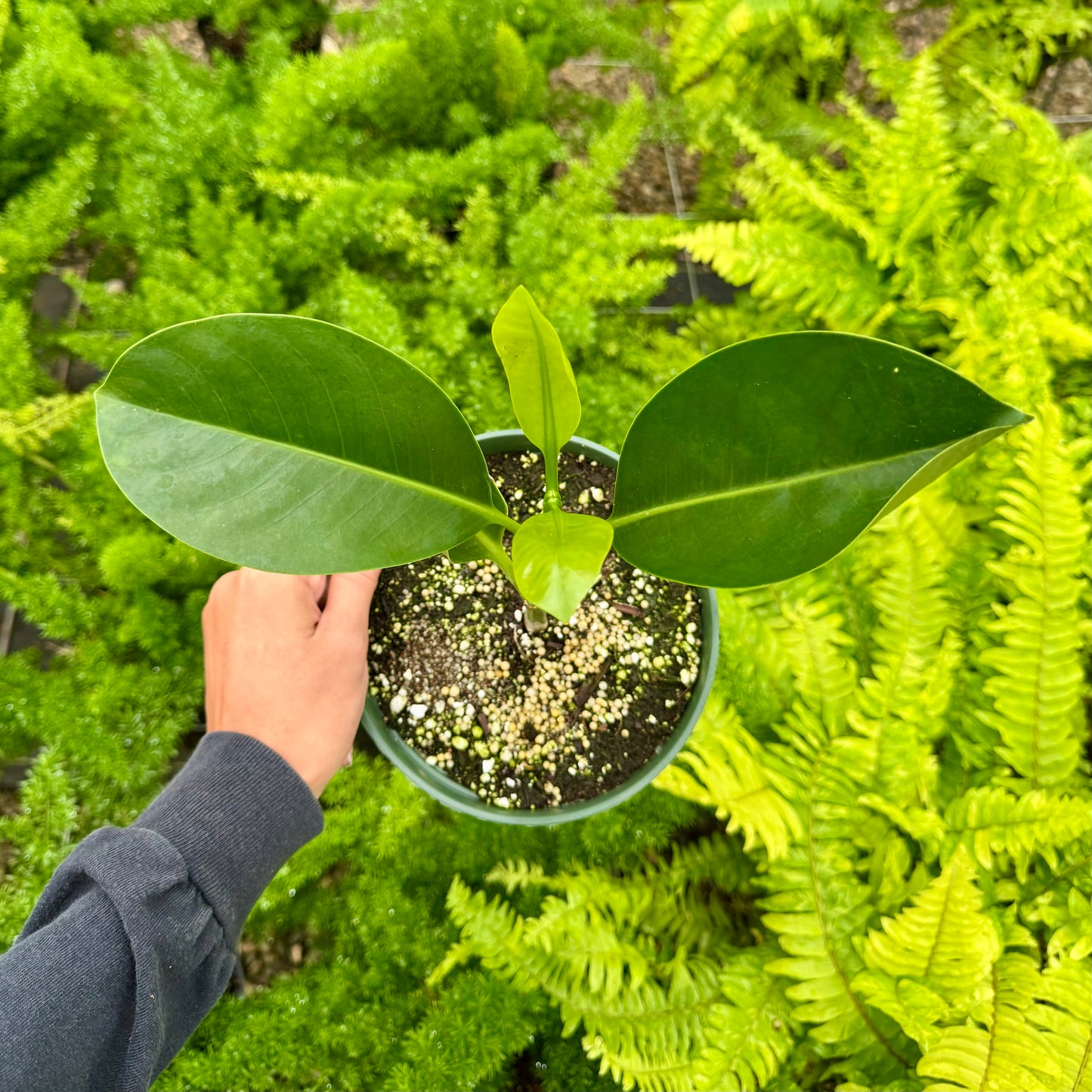 Fagraea berteroana, "Puakenikeni"