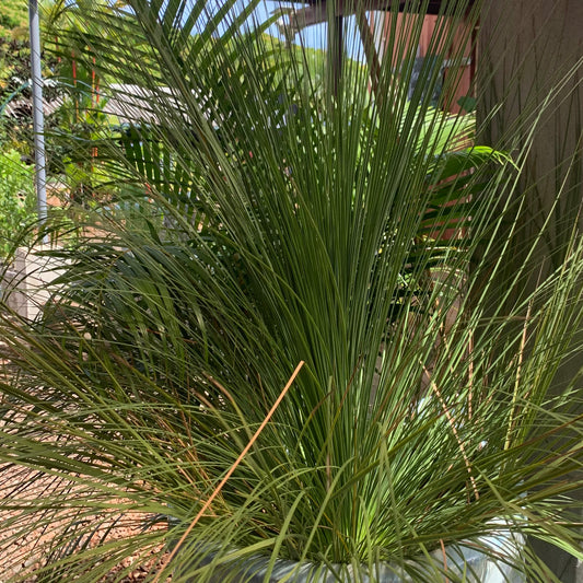 Xanthorrhoea glauca, "Australian Grass Palm"