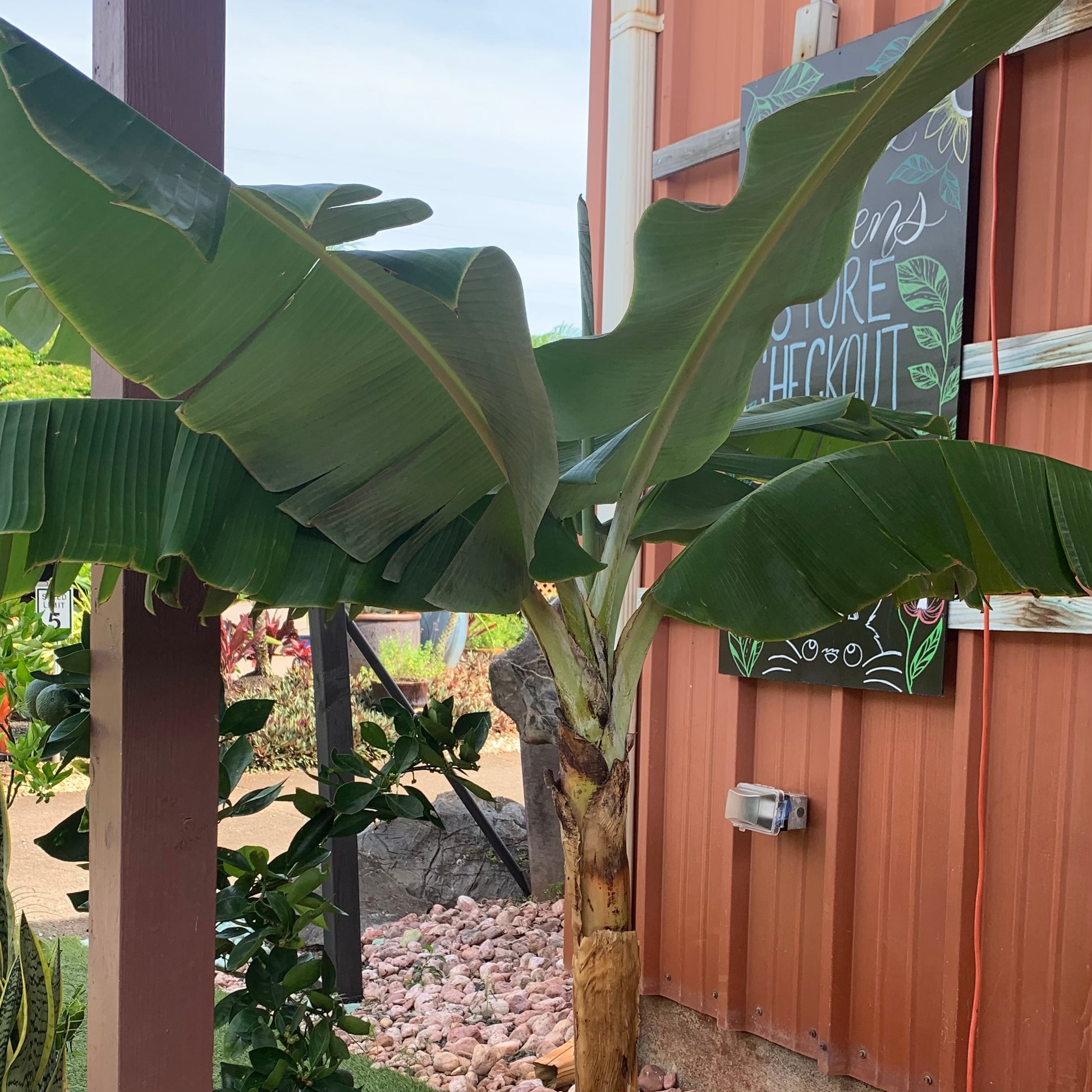 Dwarf Blue Java Banana Mari's Gardens