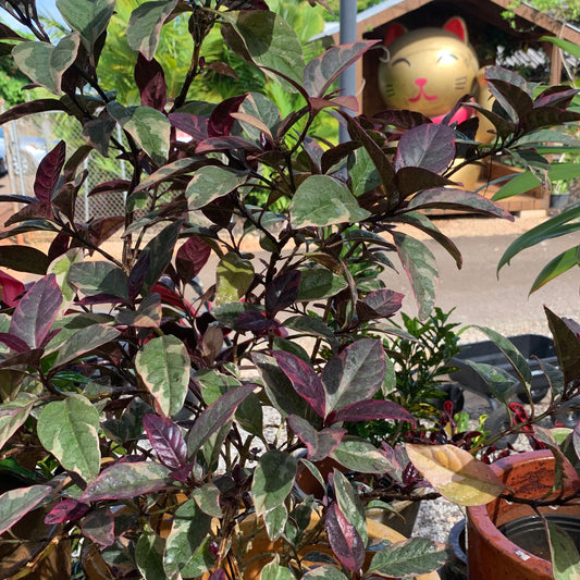 Pseuderanthemum atropurpureum, "Purple False Eranthemum"