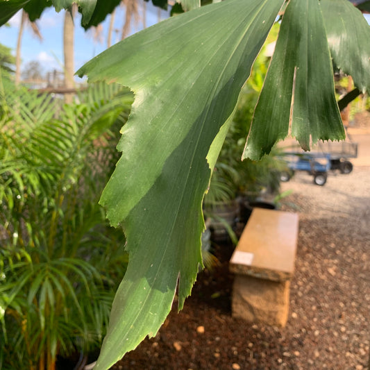 Caryota mitis 'Pesquito', "Fish Tail Palm"