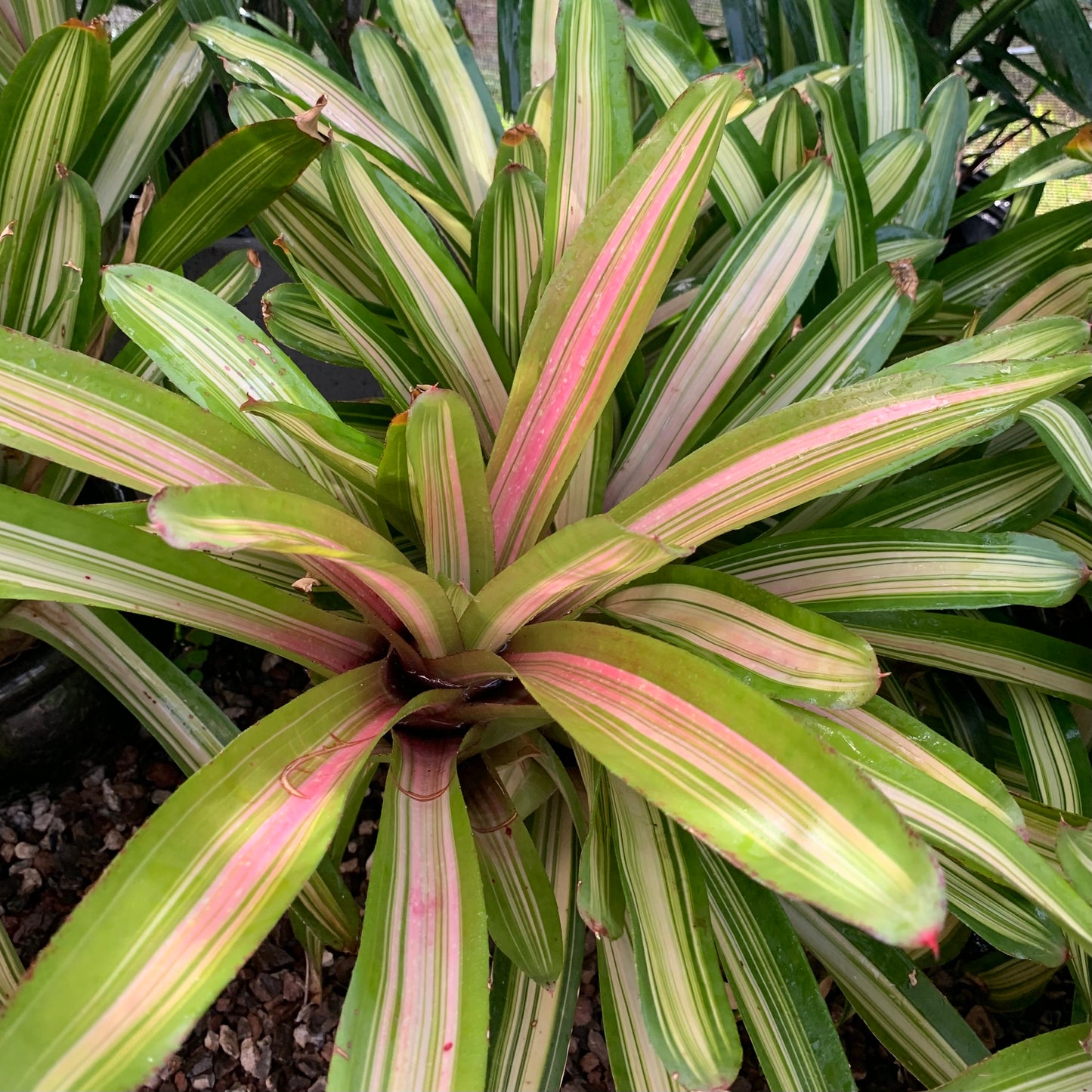 Bromeliad