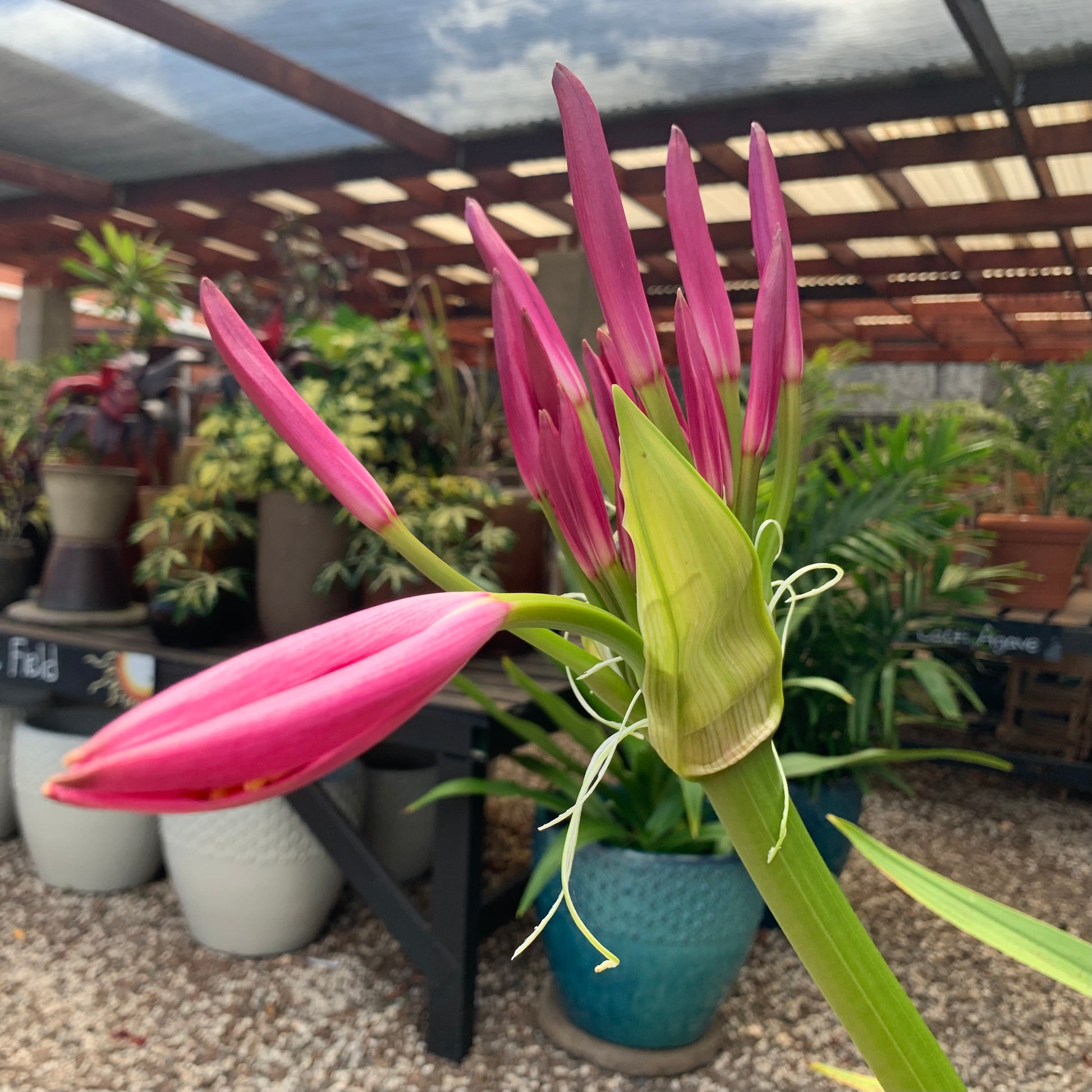 pink spider lily plant Queen Emma Spider Lily – Mari's Gardens