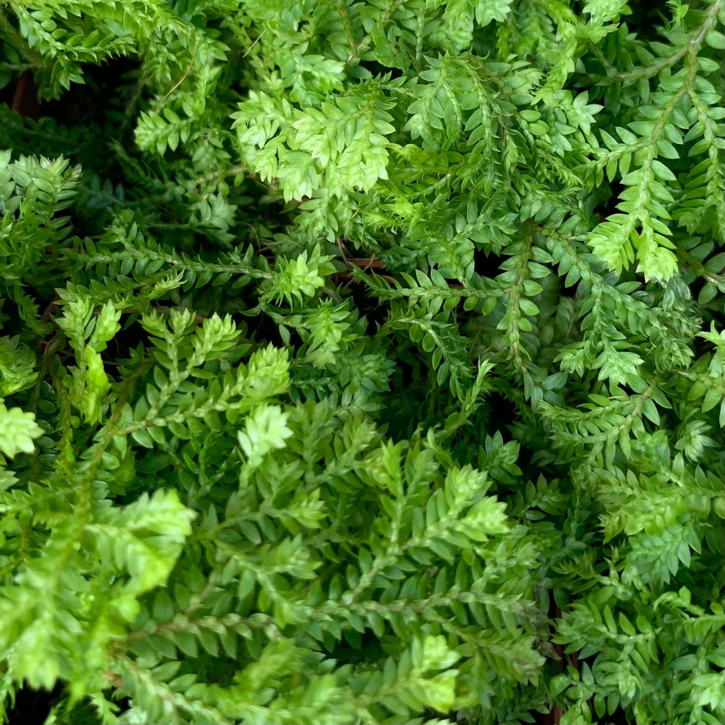 Selaginella avatar 'Avatar Spike Moss'