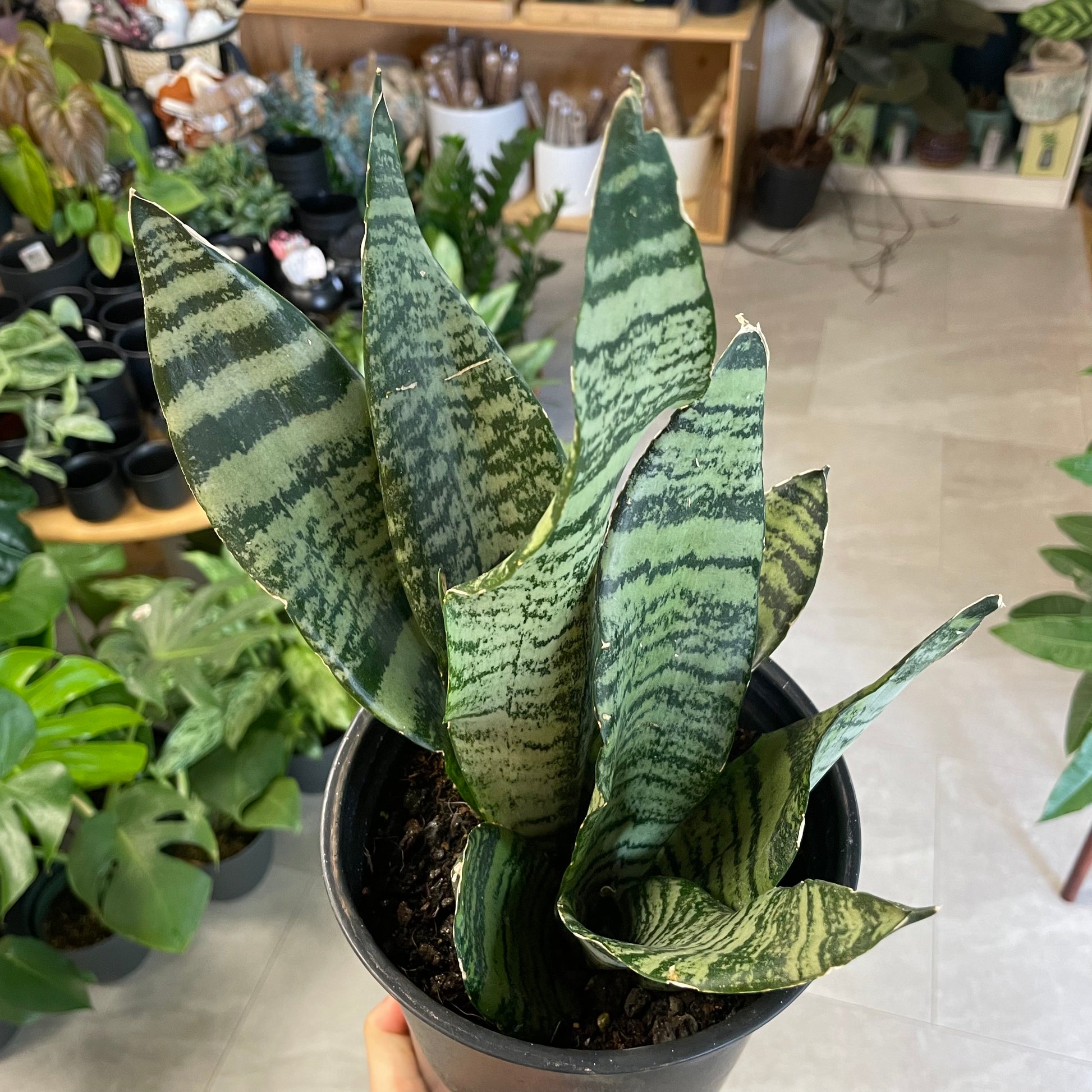 dried snake plant Sansevieria zeylanica, "Snake Plant" – Mari's Gardens