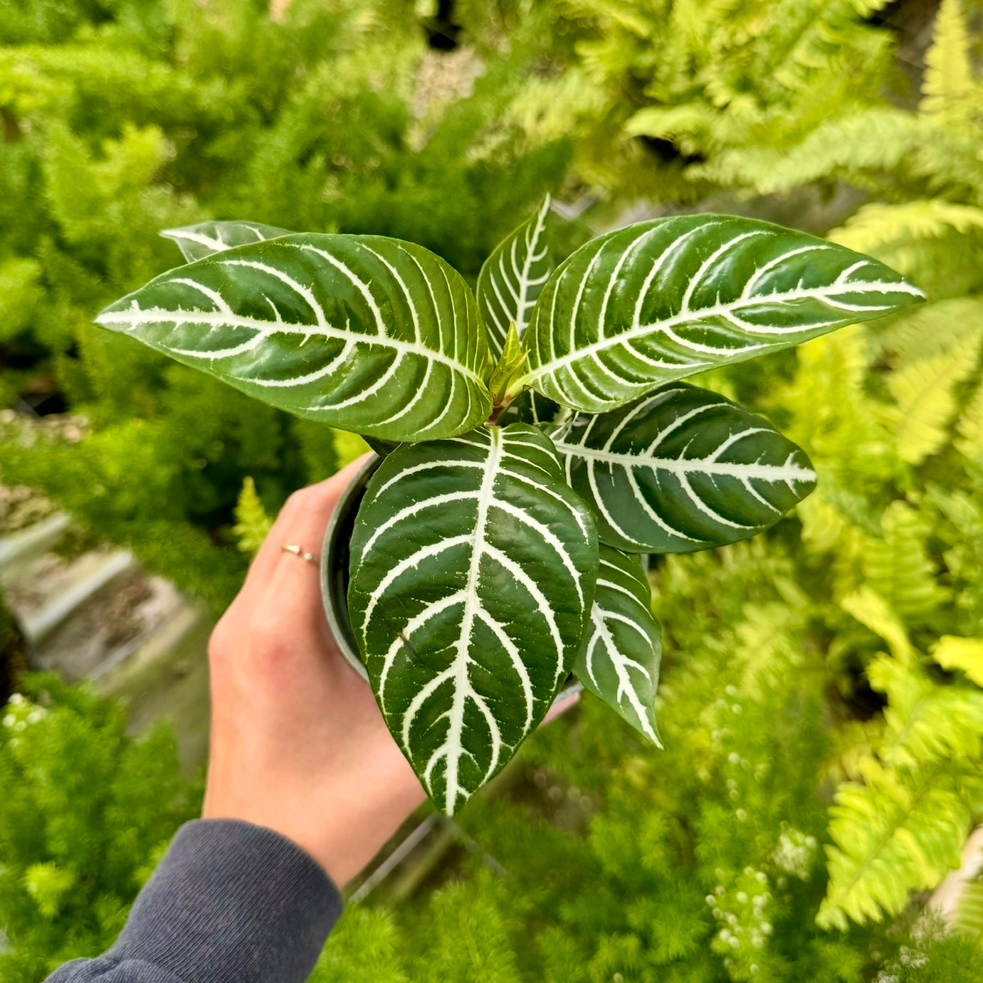 Aphelandra squarrosa 'Dania', "Zebra Plant"