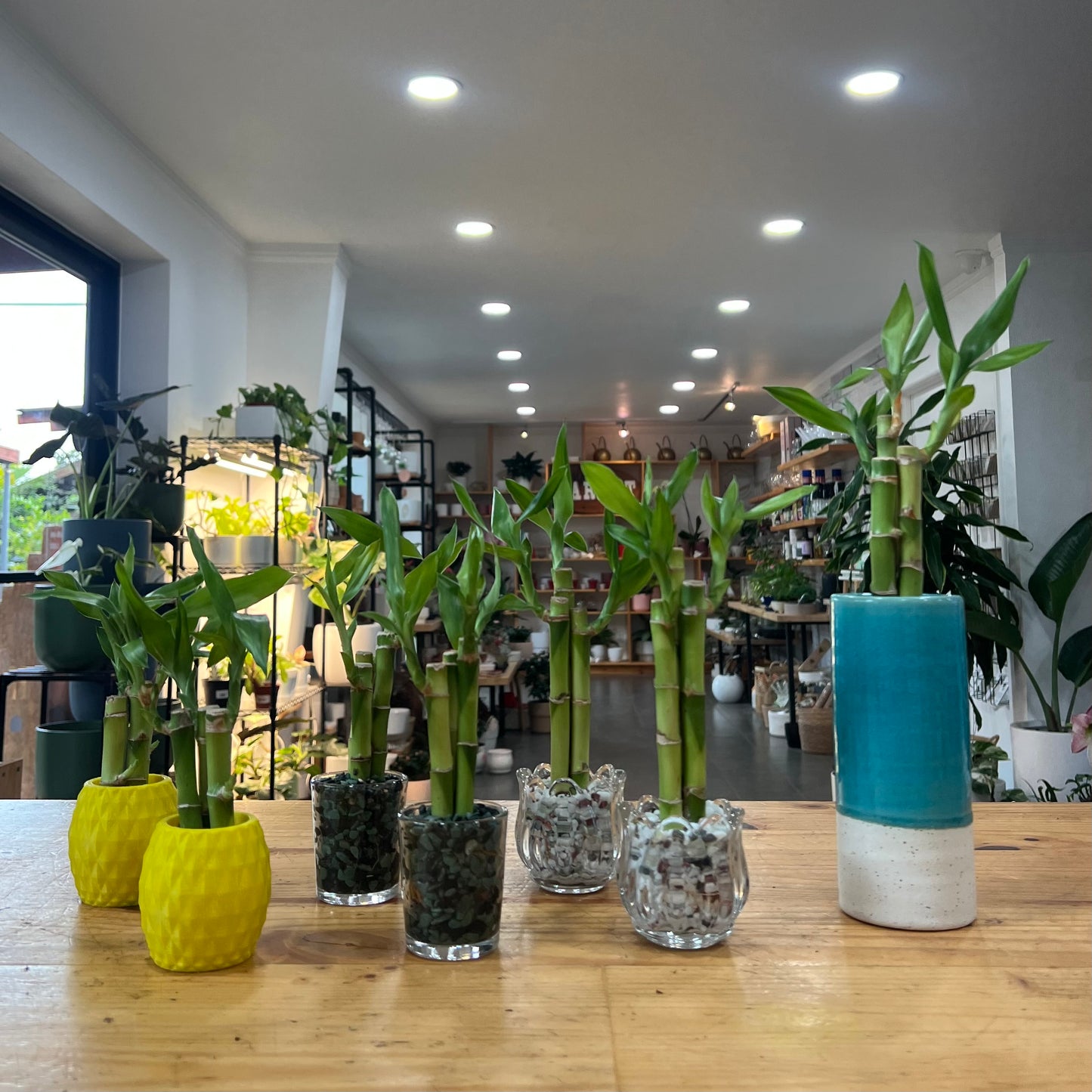 Lucky Bamboo Arrangement in Planter