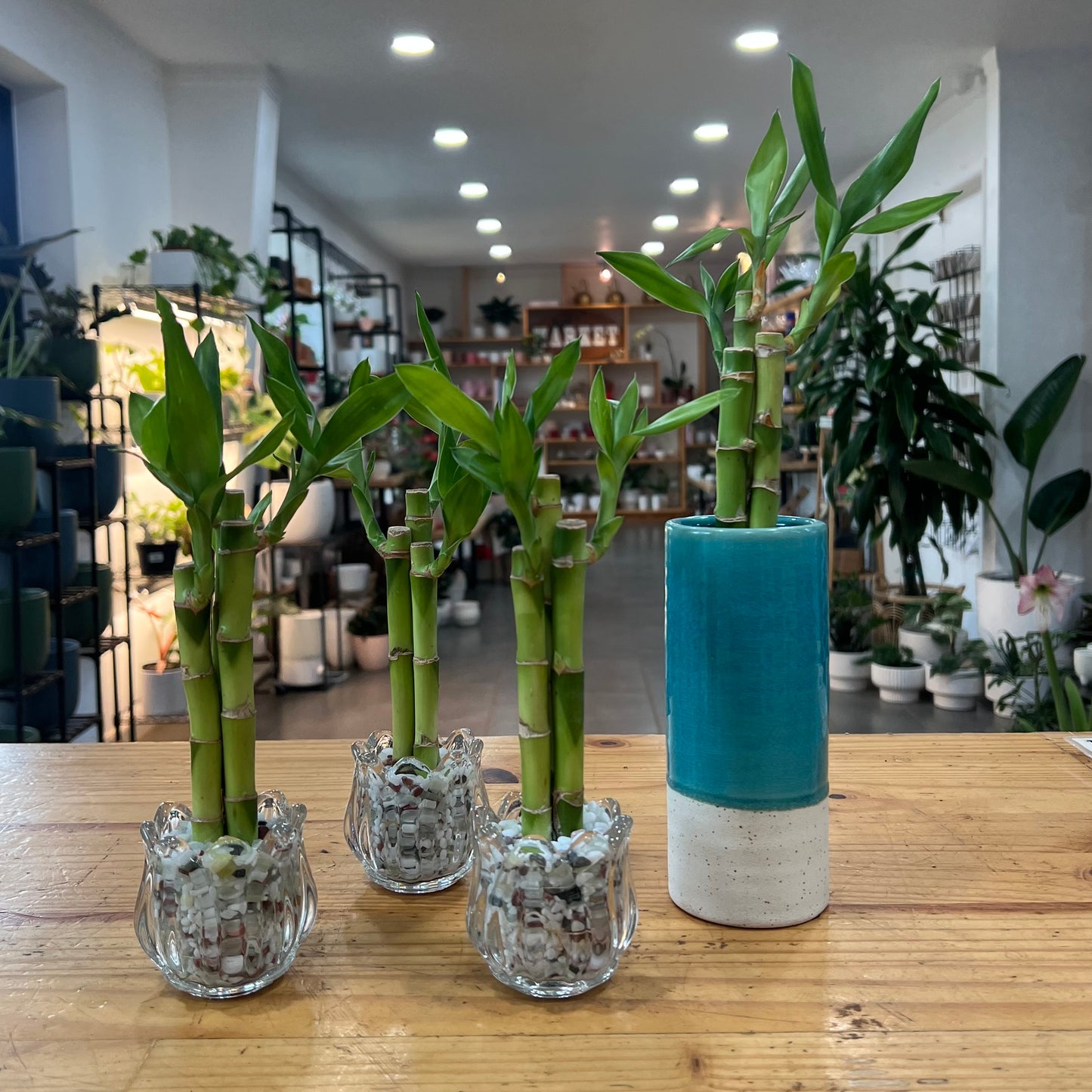 Lucky Bamboo Arrangement in Planter