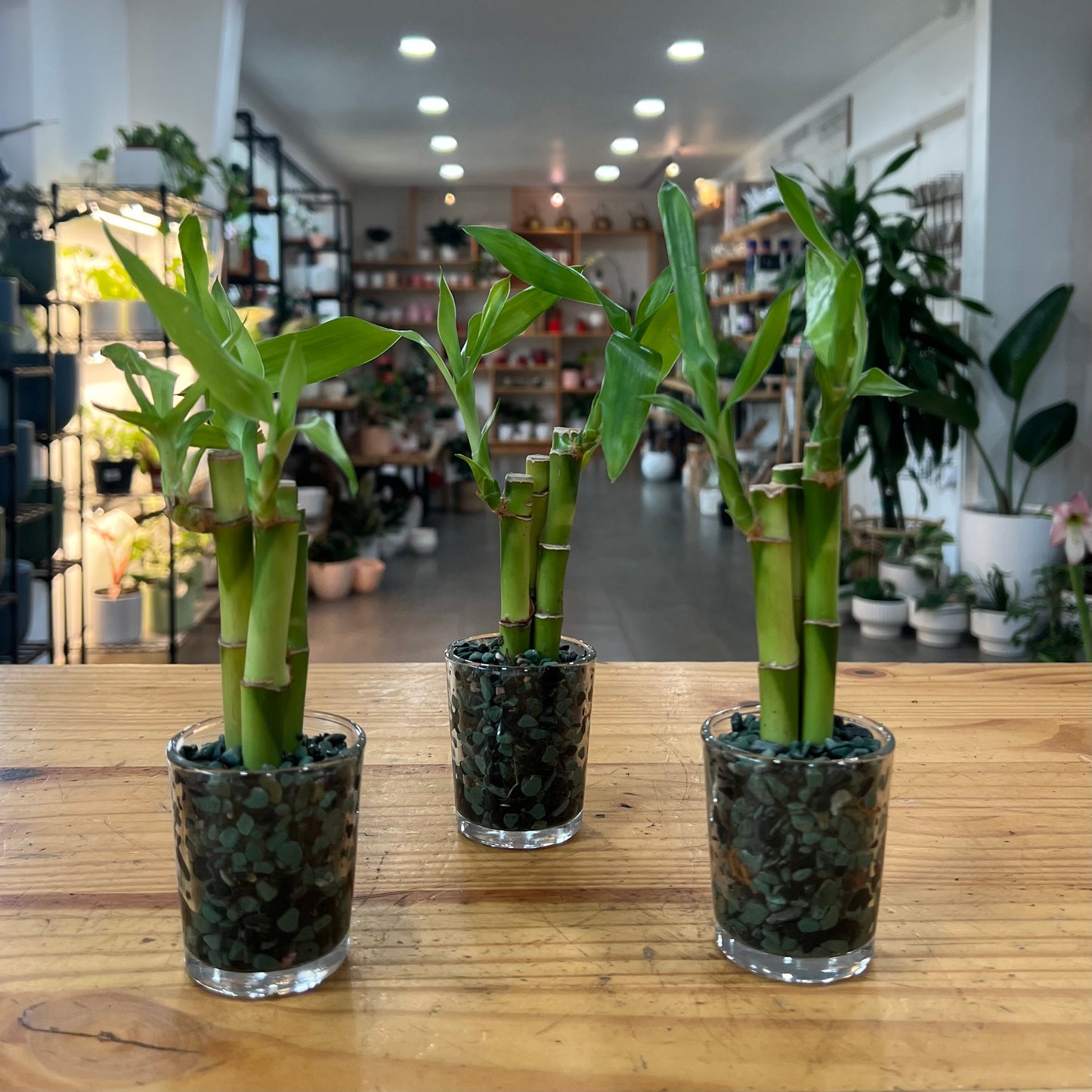 Lucky Bamboo Arrangement in Planter