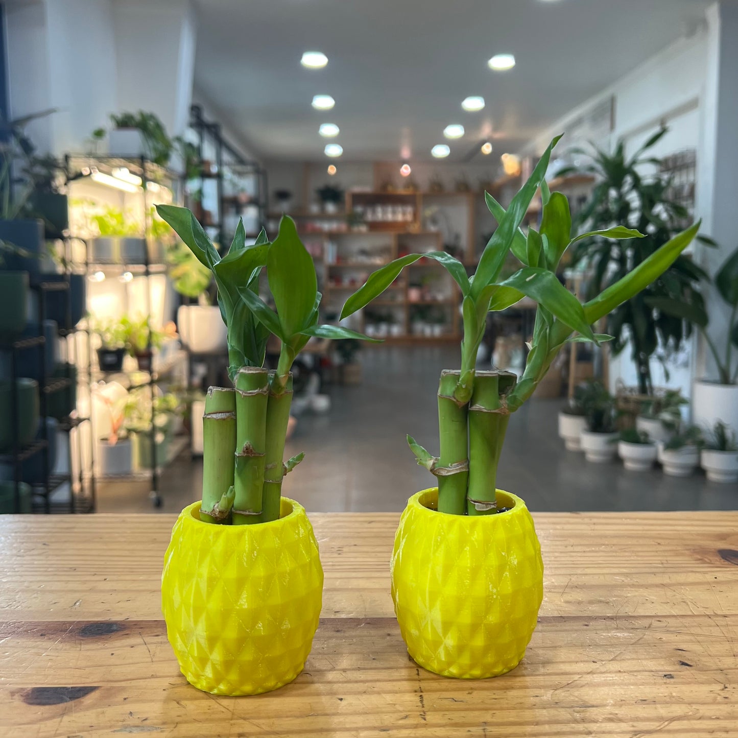 Lucky Bamboo Arrangement in Planter