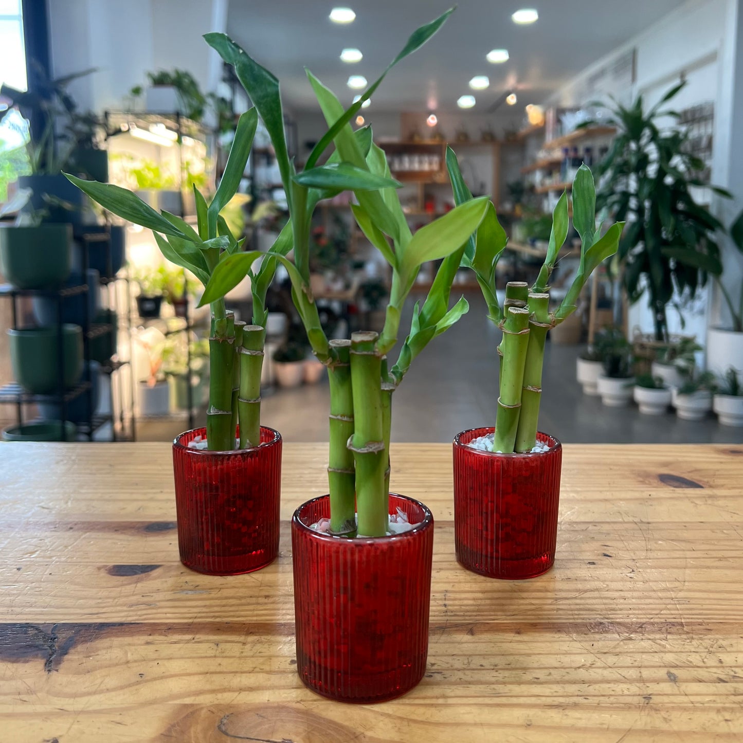 Lucky Bamboo Arrangement in Planter