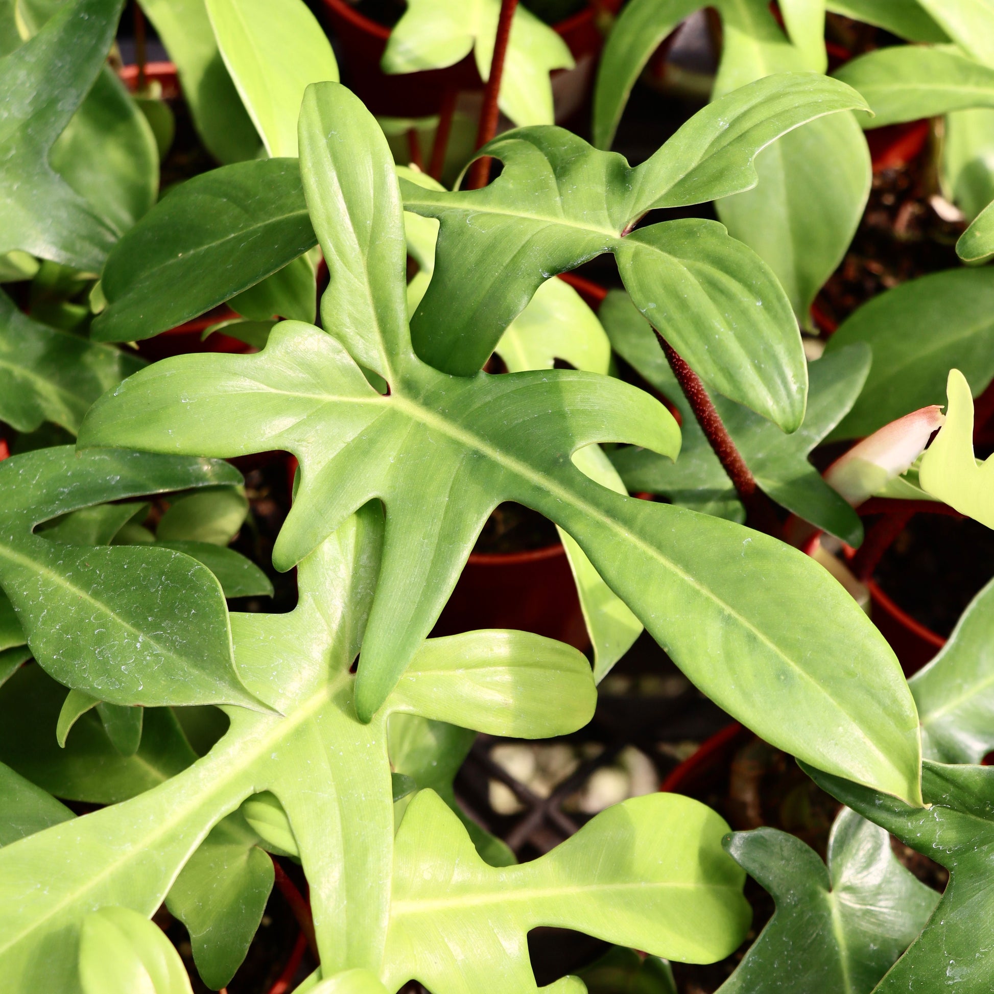 philodendron florida compacta Philodendron pedatum x squamiferum 'Florida Beauty' – Mari's Gardens