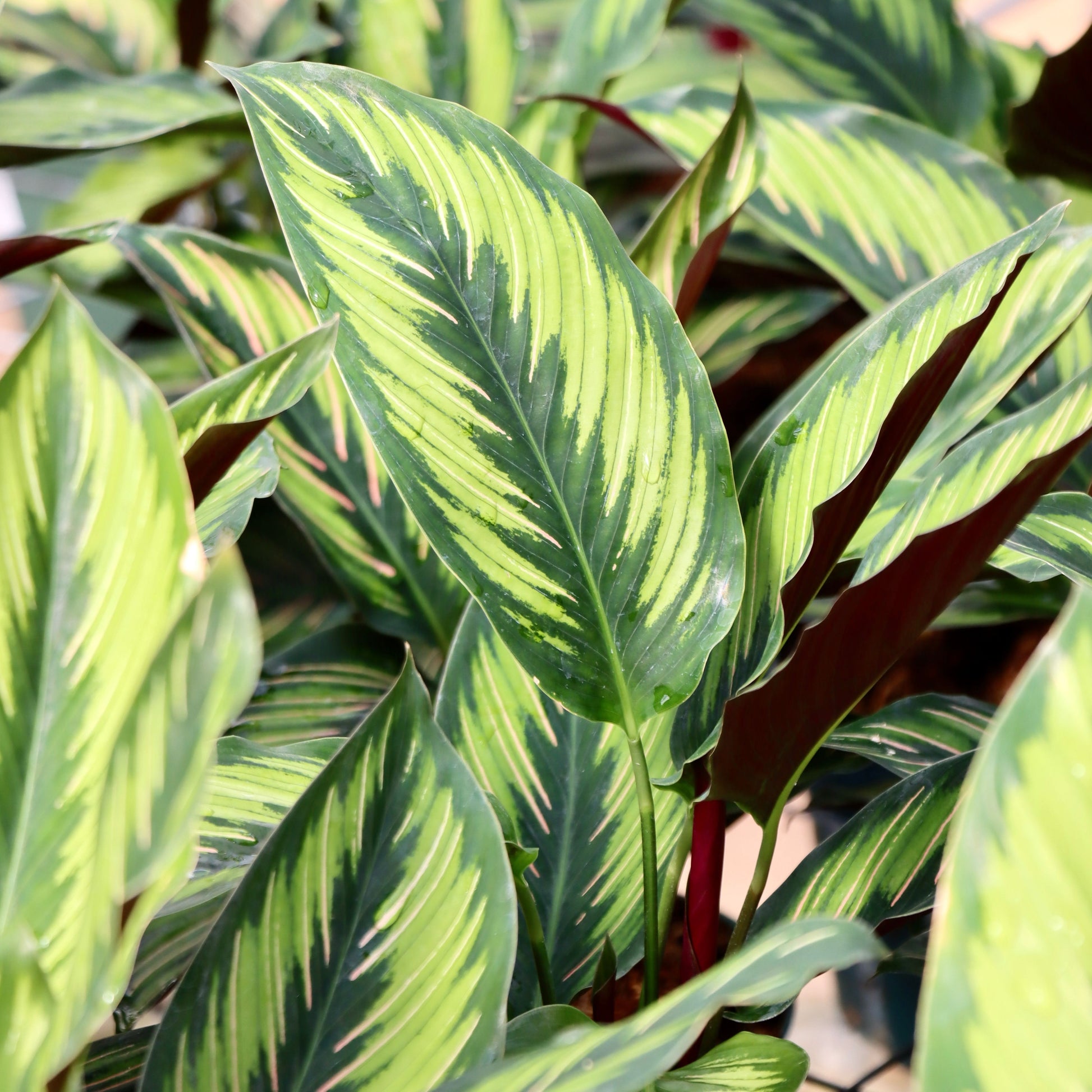 prayer plant beauty star Calathea ornata 'Beauty Star'