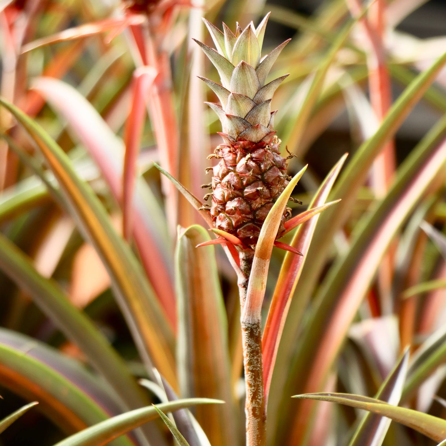 Ananas Pineapple 'Lava Burst'