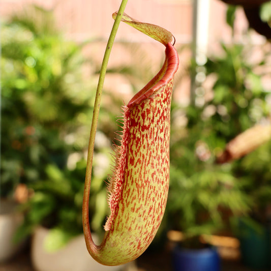 Nepenthes 'Pitcher plant'