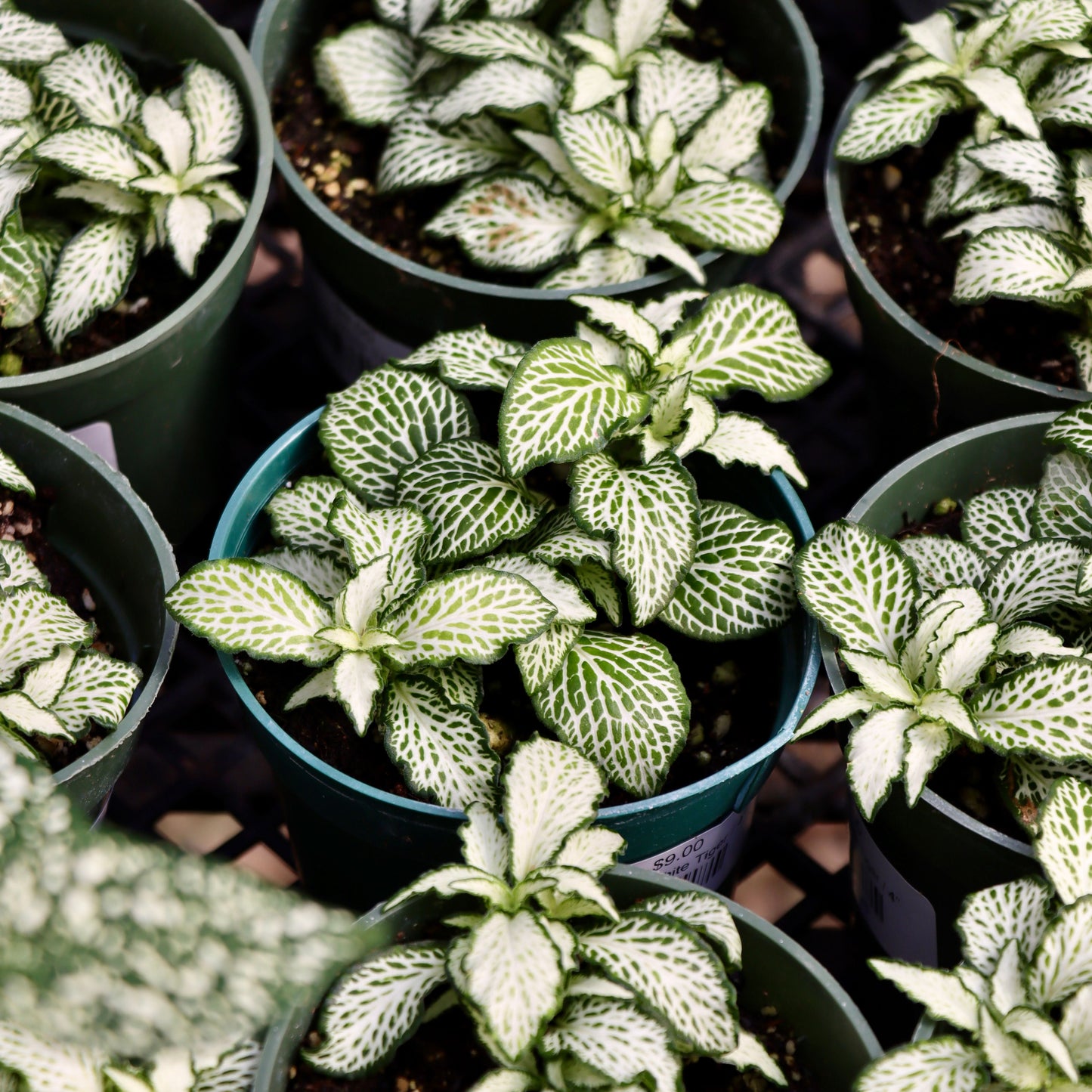 Fittonia White Tiger