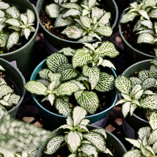 Fittonia White Tiger