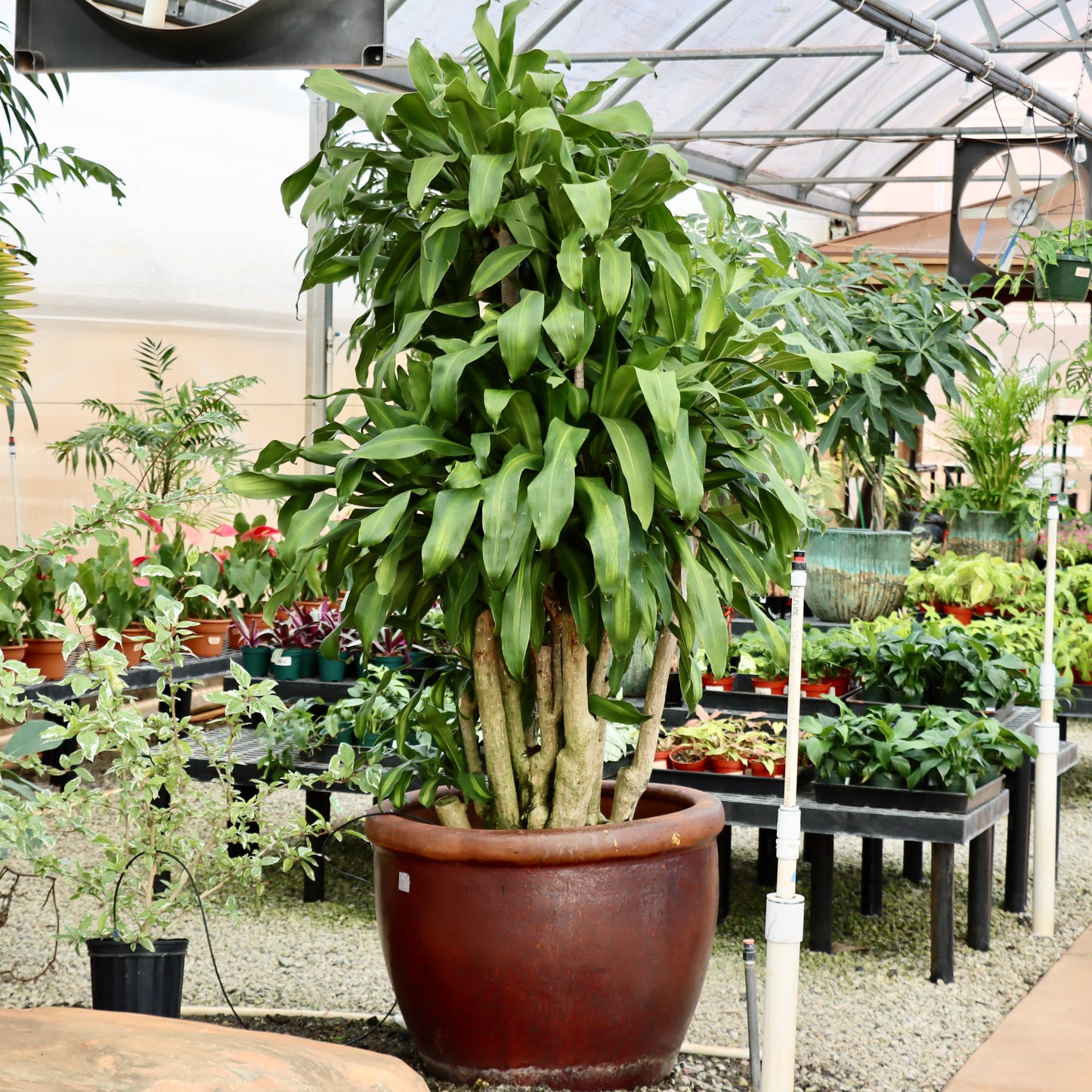 Dracaena fragrans 'Massangeana', "Mass Cane"