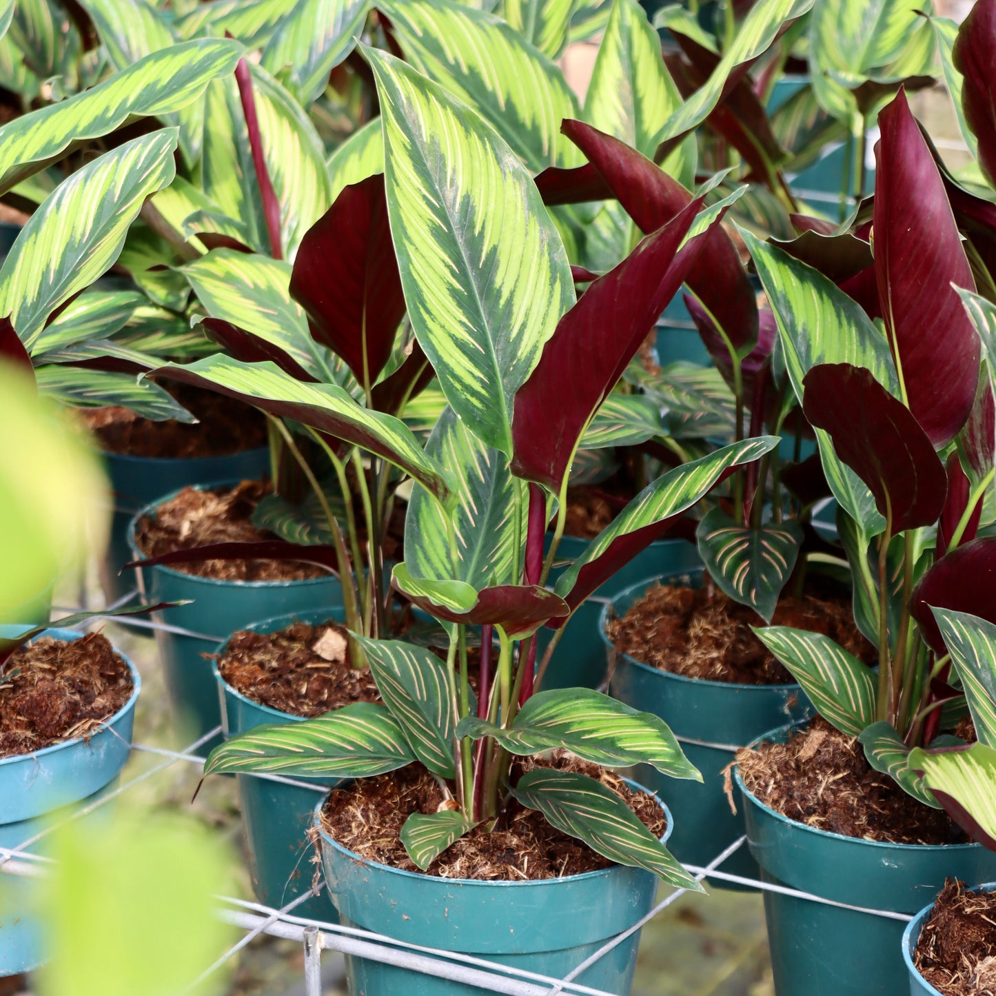 Calathea ornata 'Beauty Star'
