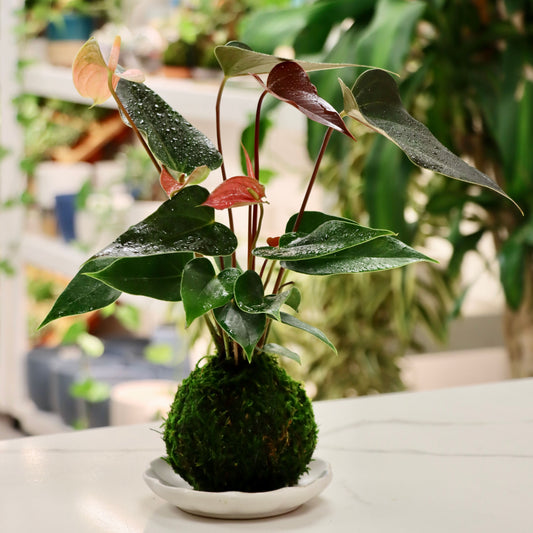 Kokedama (Japanese Moss Ball) with Assorted Houseplant