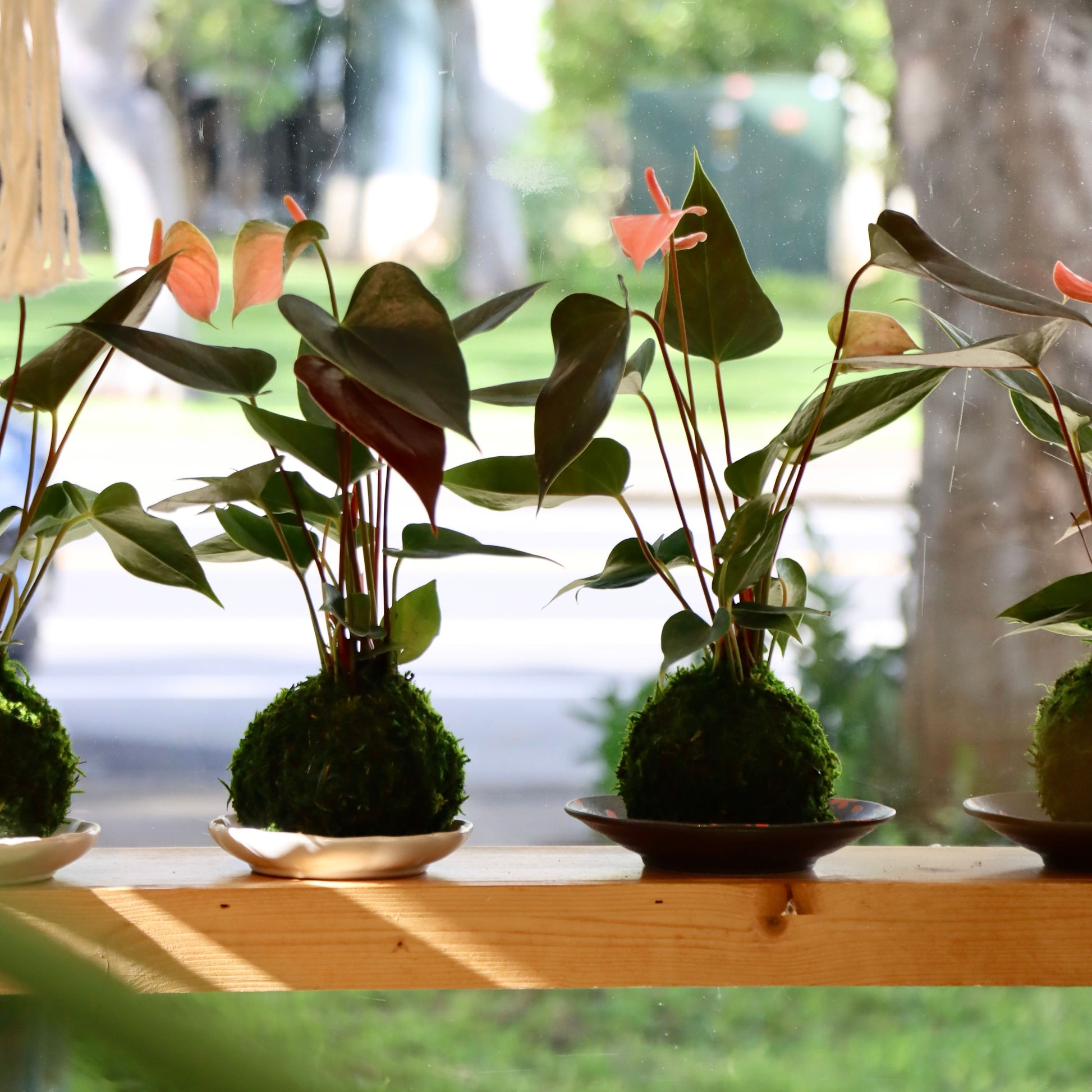 kokedama indoor plants Kokedama (Japanese Moss Ball) with Assorted Houseplant – Mari's Gardens