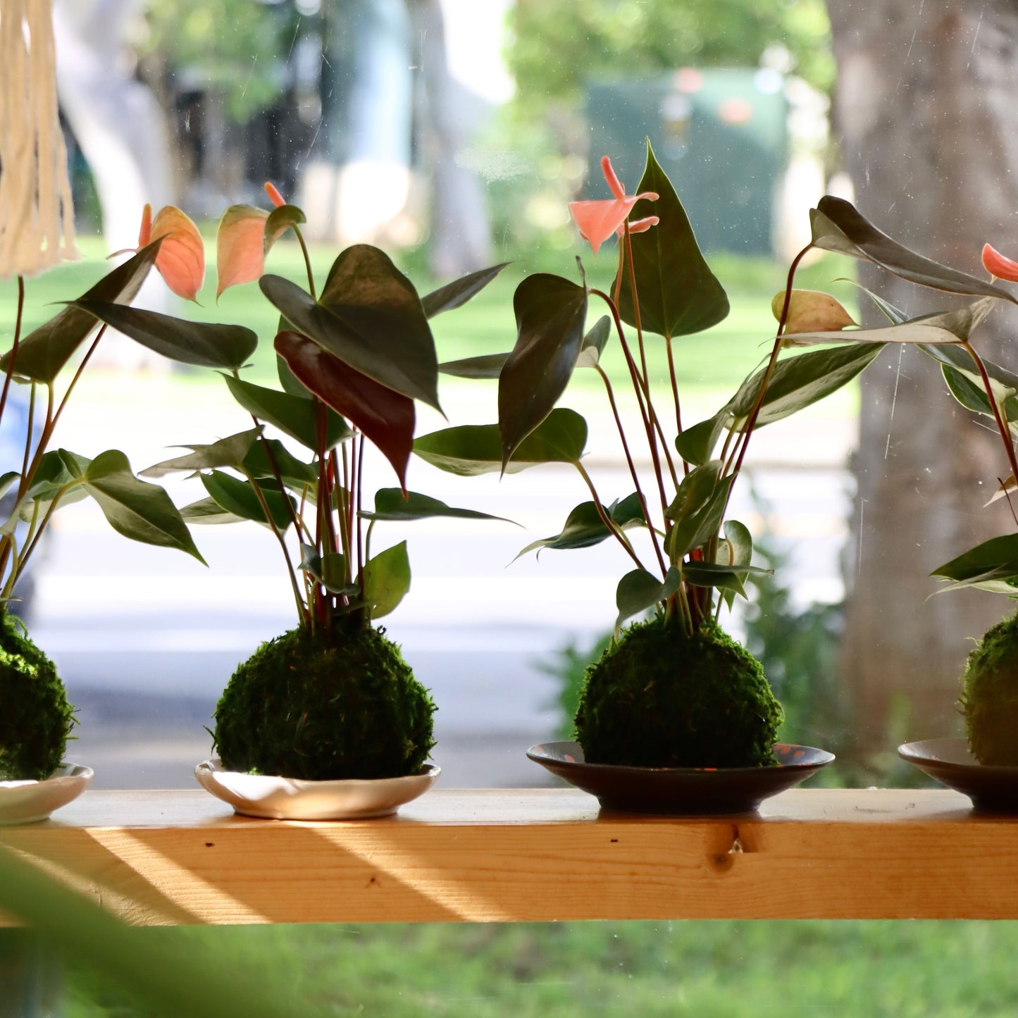 Kokedama (Japanese Moss Ball) with Assorted Houseplant