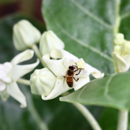 Crown Flower, "White"
