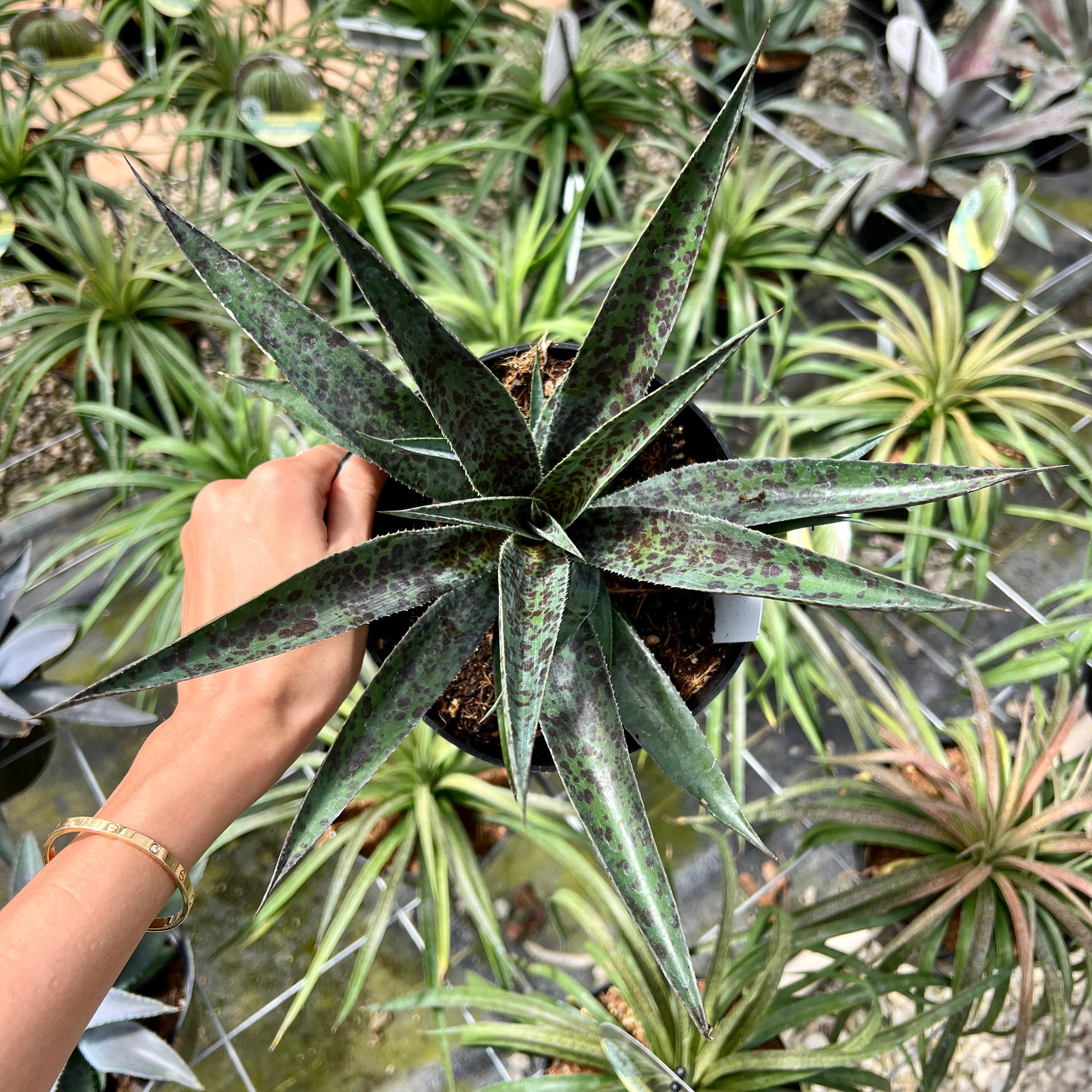 pineapple express plant Mangave, "Pineapple Express" – Mari's Gardens