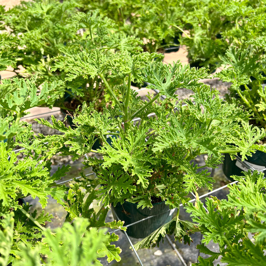 Citrosa Pelargonium, "Citronella"