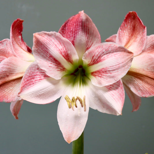 Amaryllis