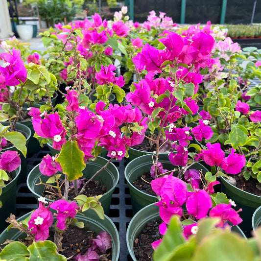 Bougainvillea, "Temple Fire"