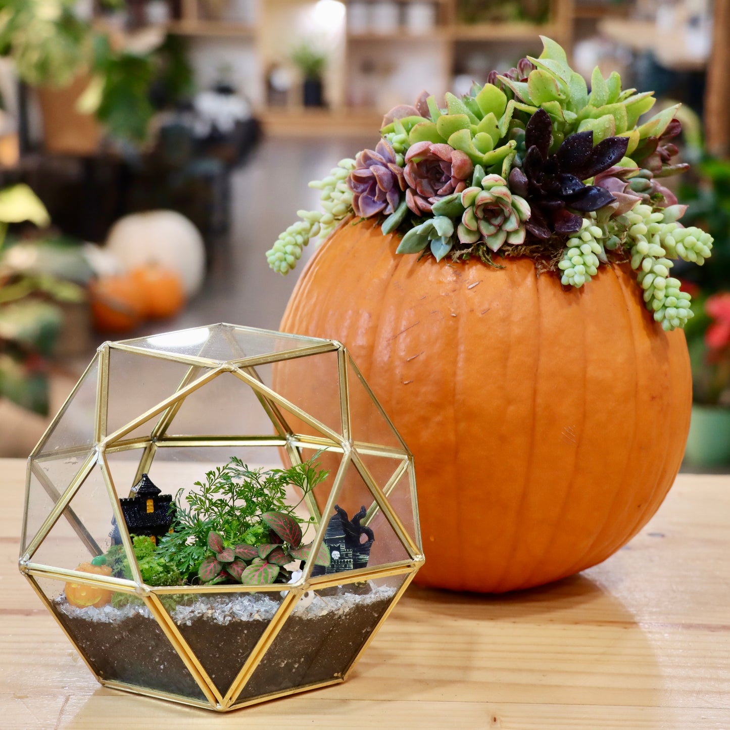 10/25 & 10/26 Pumpkin Succulent Workshop