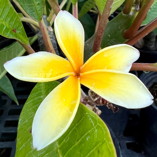 Plumeria, Yellow