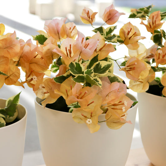 Bougainvillea, Variegated Orange