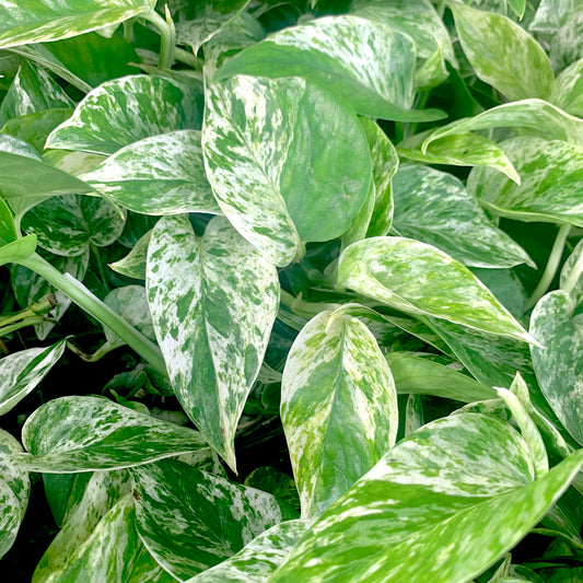 Epipremnum aureum, "Marble Queen Pothos"