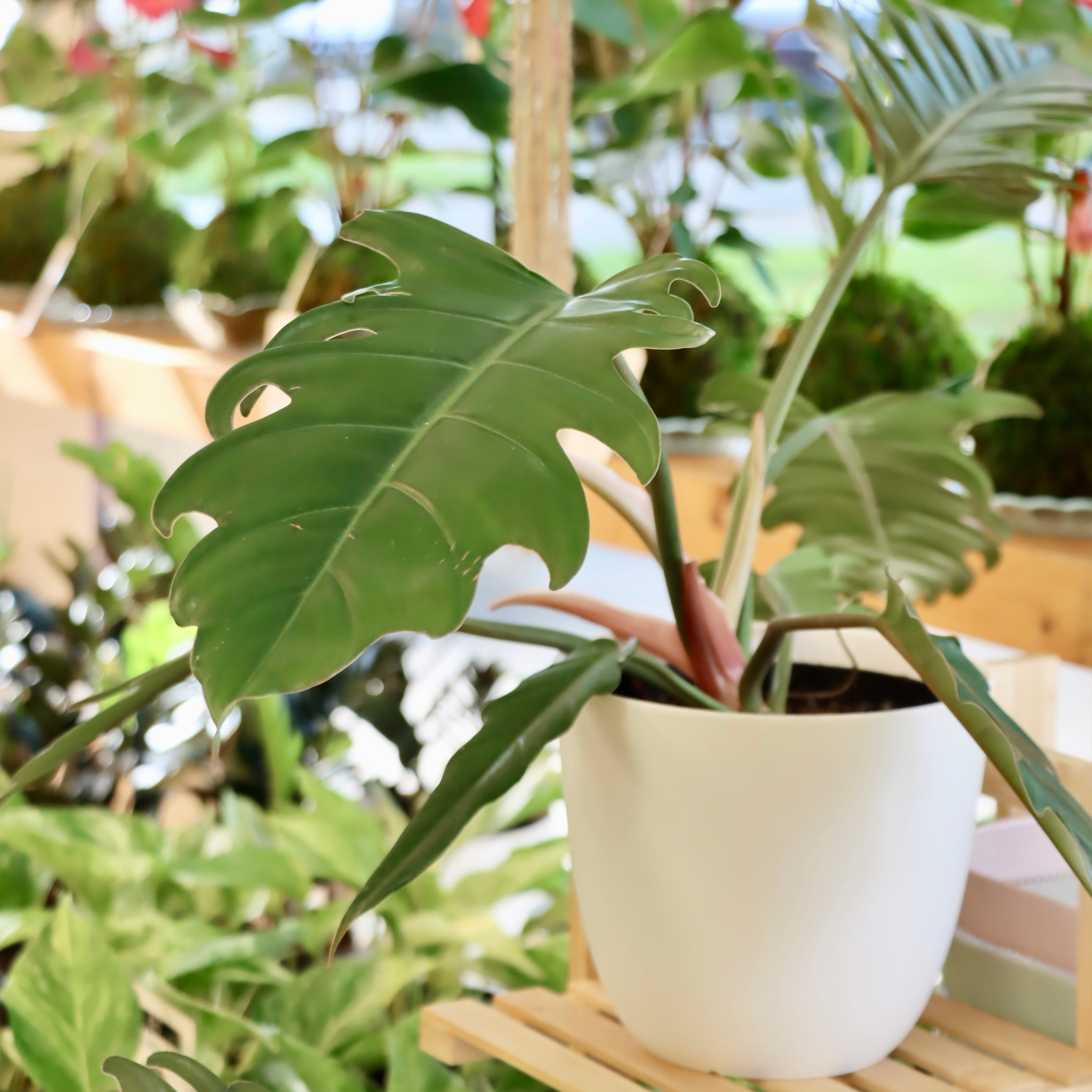 マラント クロアマンニー 8号 3 Collector Plants – Mari's Gardens