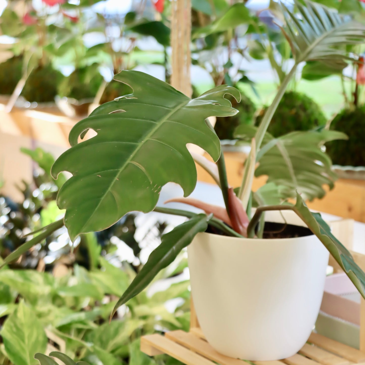 philodendron caramel pluto Philodendron 'Caramel Pluto'