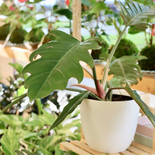 Philodendron 'Caramel Pluto'