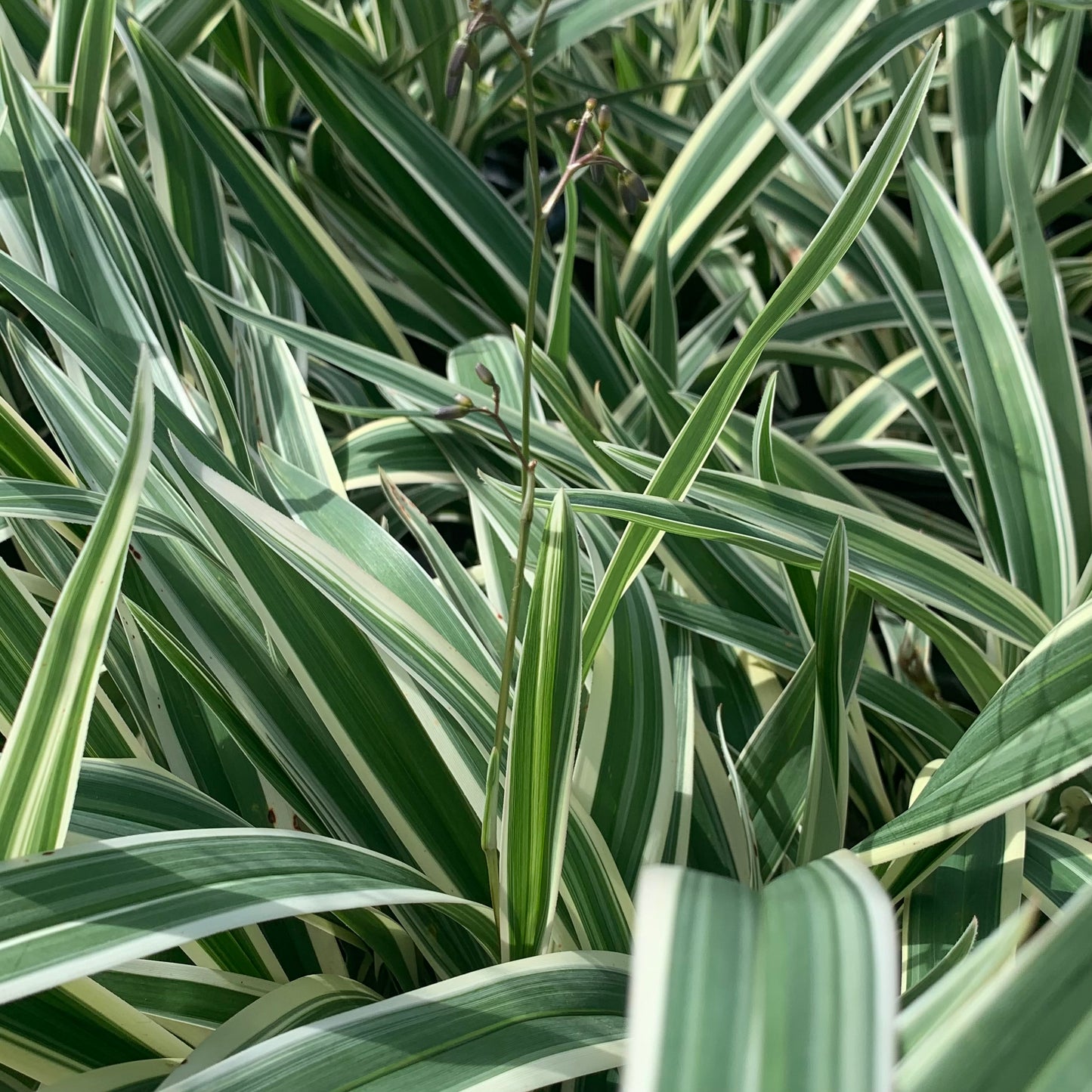 Dianella tasmanica, variegata "Flax Lily"
