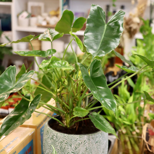 Philodendron "Burle-Marx"