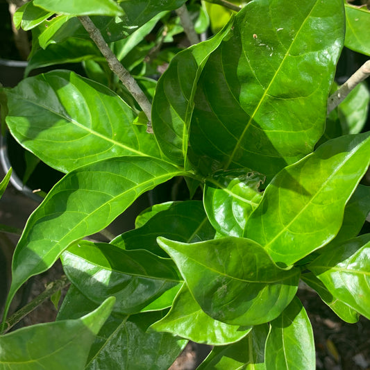 Tabernaemontana divaricata, "Crepe Gardenia"