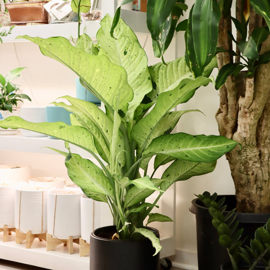 Dieffenbachia 'Camouflauge'