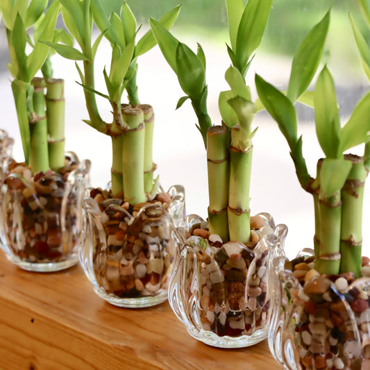 Lucky Bamboo Arrangement in Planter