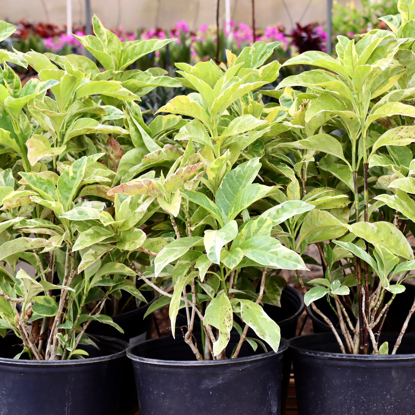 False Eranthemum