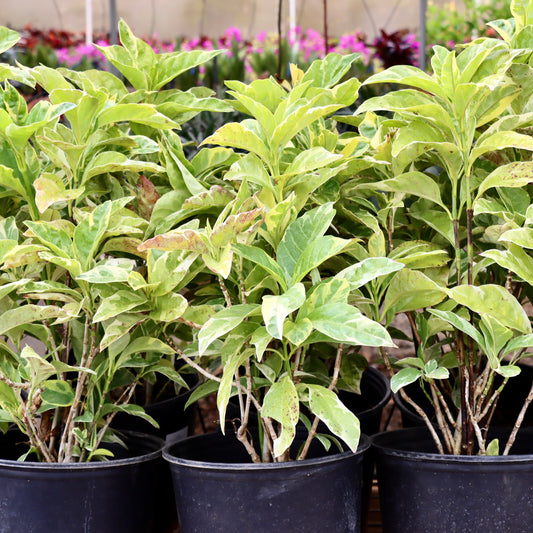 False Eranthemum