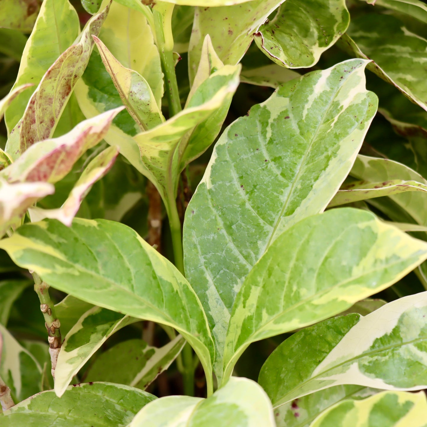 False Eranthemum