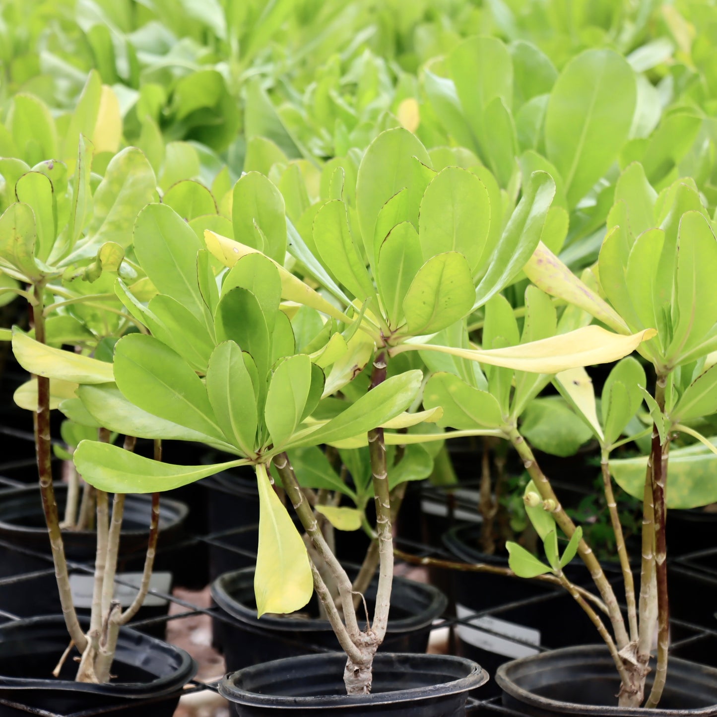 Scaevola taccada, "Naupaka Kahakai"