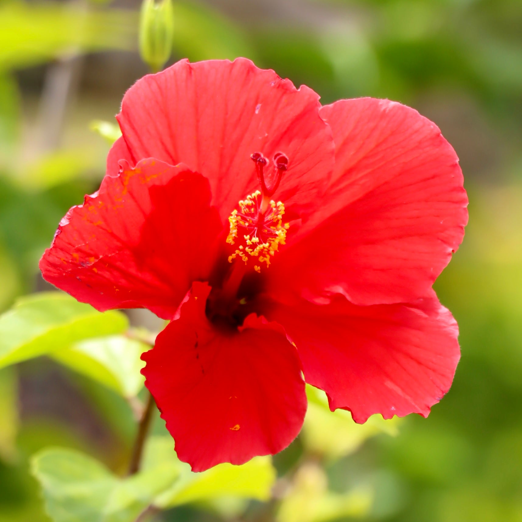 Hibiscus 'Brilliant Red' – Mari's Gardens