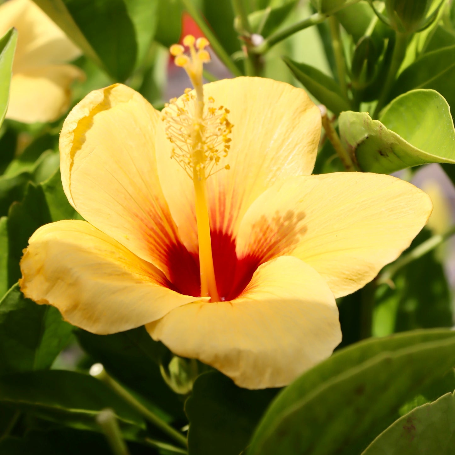 Hibiscus 'California Gold'