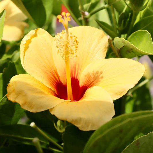 Hibiscus, "California Gold"